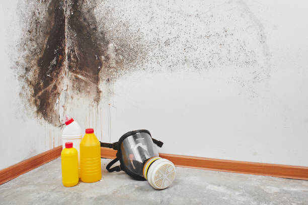 Best Crawl Space Mold Remediation in Basye, VA