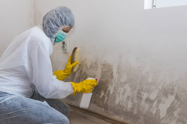 Professional Mold Remediation in Basye, VA