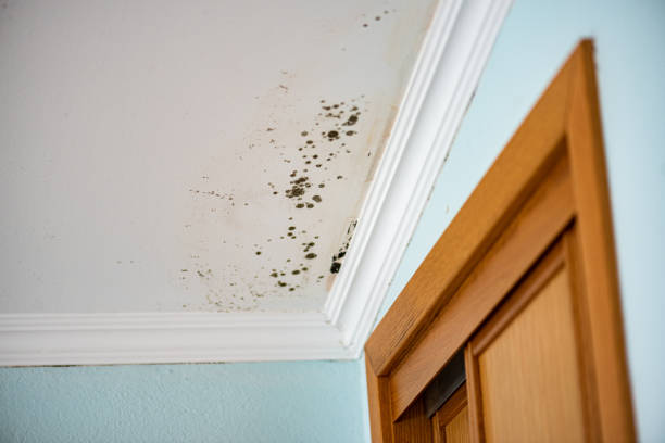 Best Commercial Mold Remediation in Basye, VA