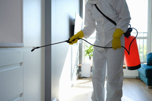 Best White Mold Remediation in Basye, VA