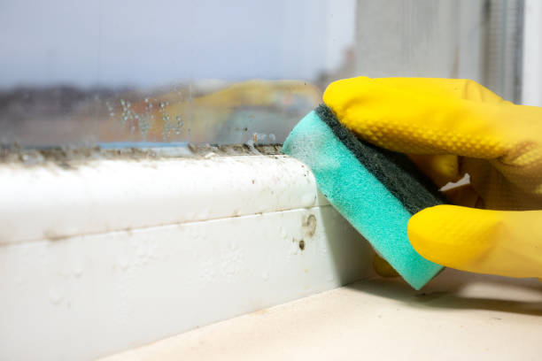 Best Preventive Mold Services in Basye, VA