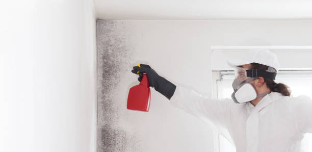 Best DIY Mold Remediation Support Services in Basye, VA