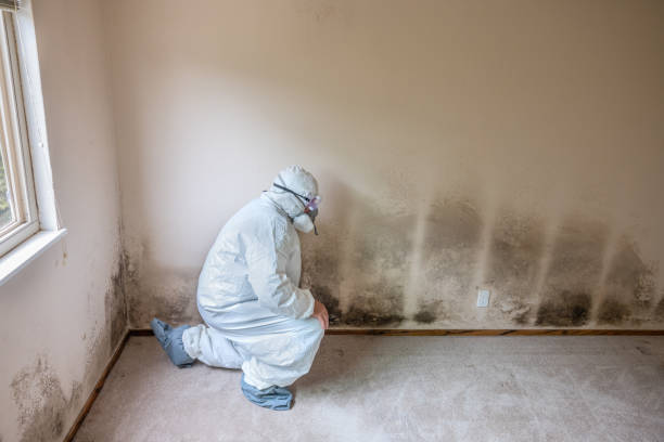 Best Residential Mold Remediation in Basye, VA